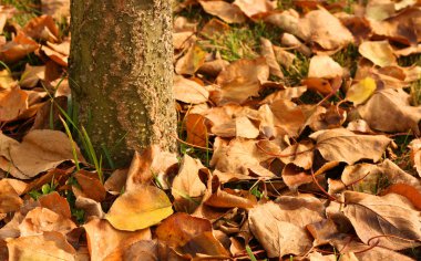 Sonbahar Yaprakları.
