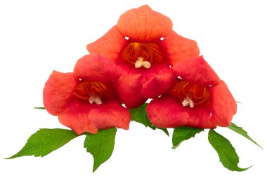 Trumpet vine flowers. clipart