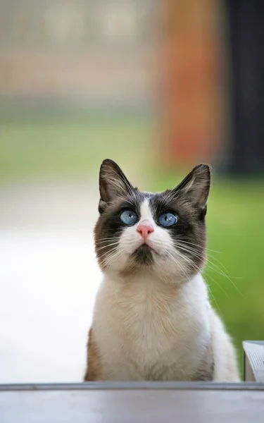 Gato de olhos azuis . — Fotografia de Stock