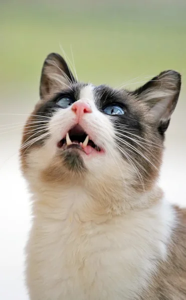 Kočka s ústy dokořán. — Stock fotografie
