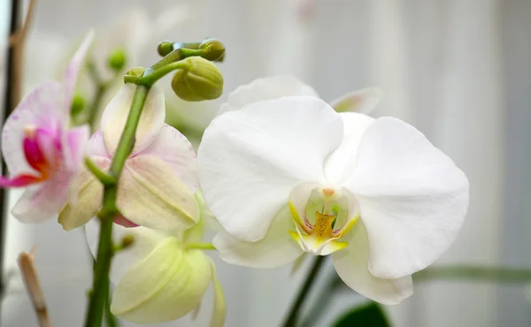 Красивая белая орхидея . — стоковое фото
