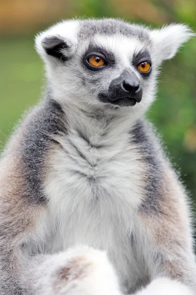 stock image Lemur.