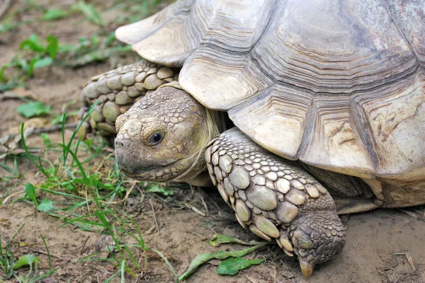 stock image African spurred tortoise.