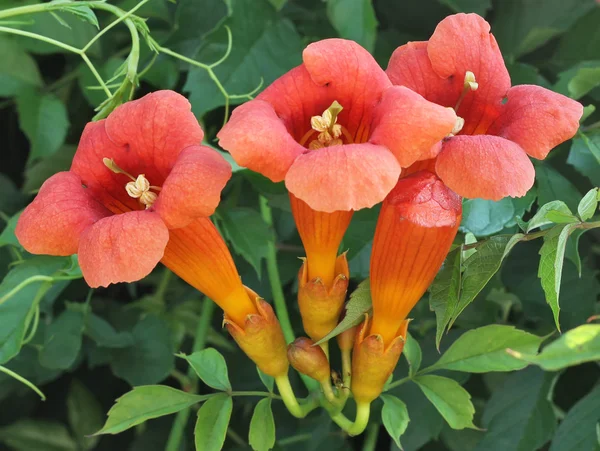 Trompet asma çiçekleri. — Stok fotoğraf