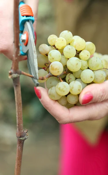 stock image Picking grapes.