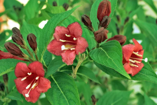 Weigela. . — Fotografia de Stock