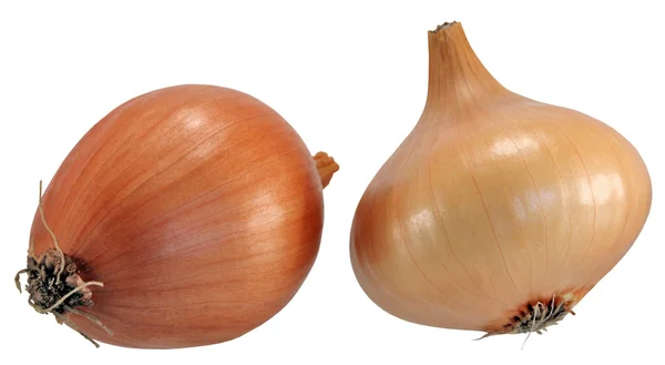 stock image Onions