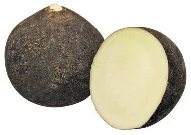 Black radish. clipart