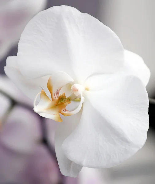 Weiße Orchideenblüte. — Stockfoto