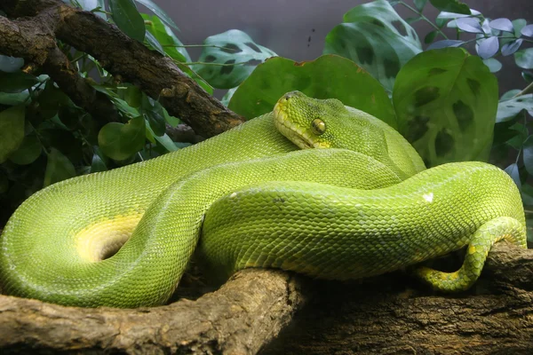 Green Tree Python — Stock Photo, Image