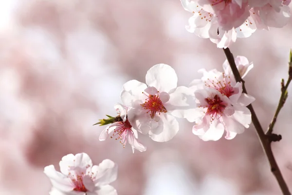 Peach blossoming — Stock Photo, Image