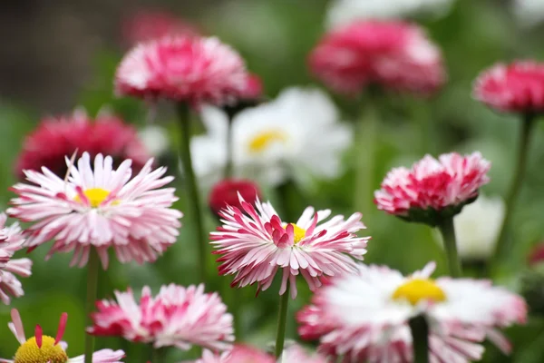 Kwiaty daisy Obraz Stockowy