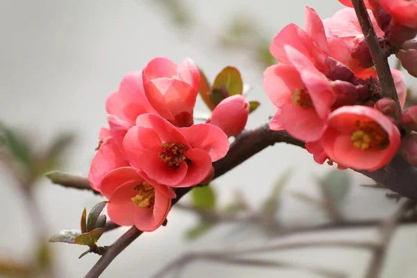 Voorjaarsbloemen Stockfoto