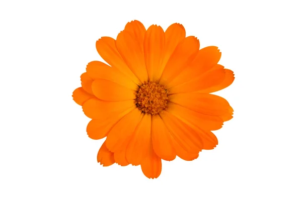 Stock image Marigold flower