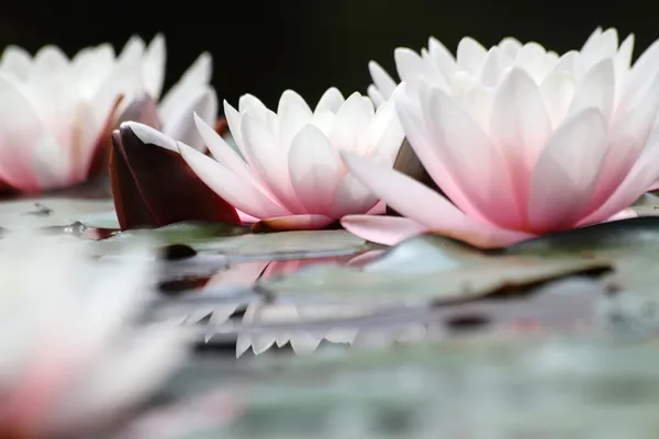 Weiße Lotusblüten lizenzfreie Stockfotos