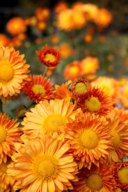 Orange chrysanthemum flowers clipart