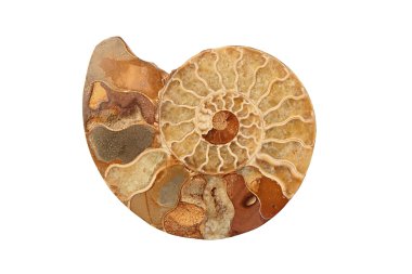 Ammonite clipart