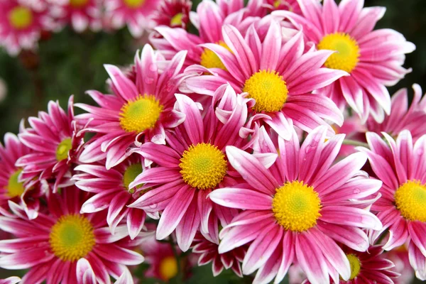 Chrysanthemum background — Stock Photo, Image