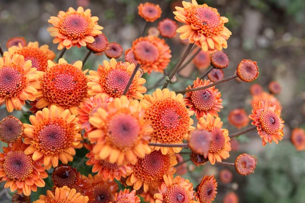 Chrysanthemum blooming — Stock Photo, Image