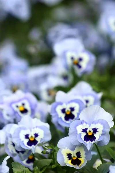 Blue pansy flowers — Stock Photo, Image