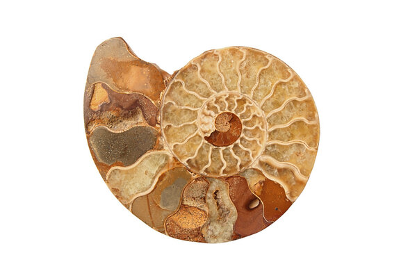 Ammonite