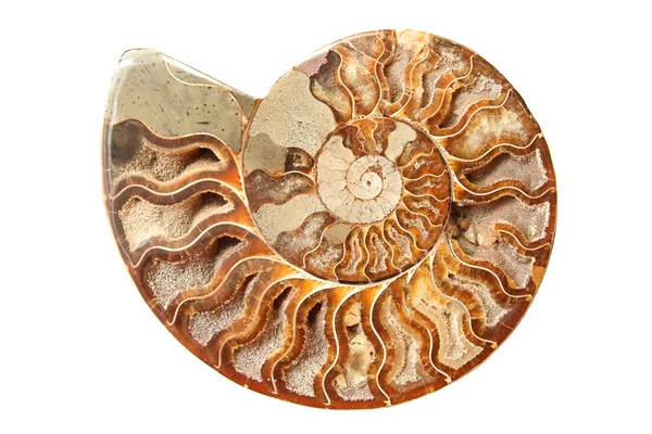 Starověké Ammonitský — Stock fotografie