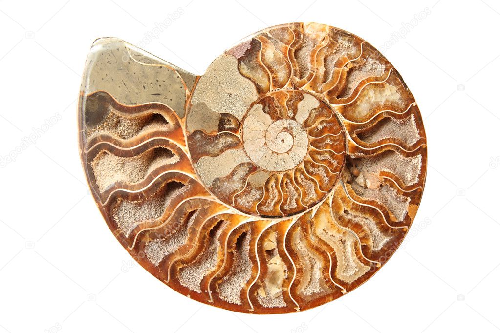 Ancient ammonite