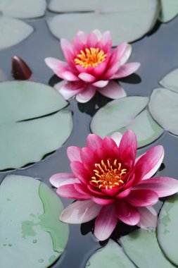 Pink lotus flowers clipart