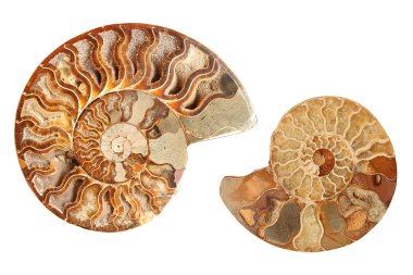 Two ammonites clipart