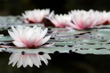 White lotus flowers clipart