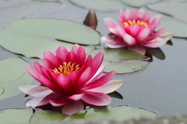 Lotus flowers clipart
