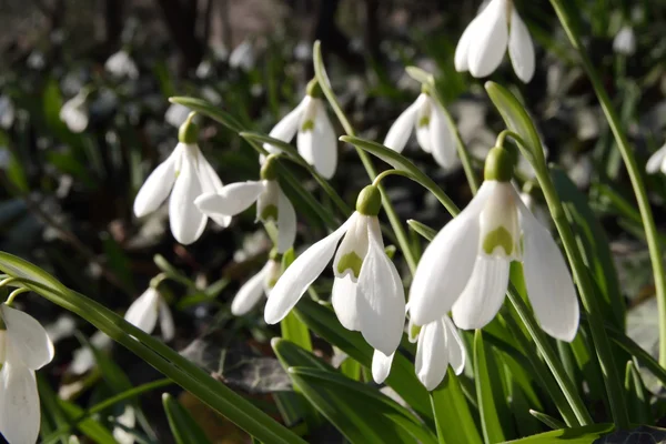 Snowdrops in the park — Stock Photo, Image