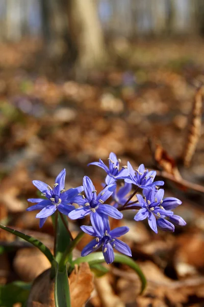 첫 봄 꽃 — 스톡 사진