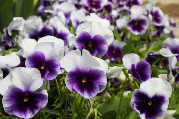 Stiefmütterchen Blumen Hintergrund — Stockfoto