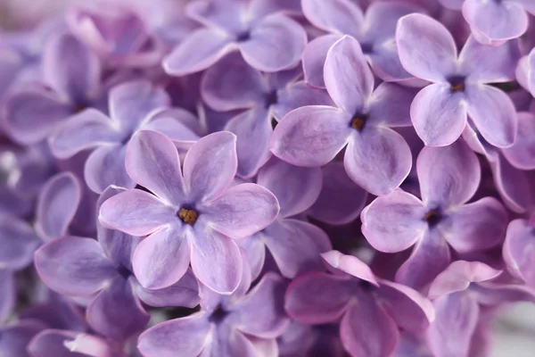 Flores de lila Imagen de stock