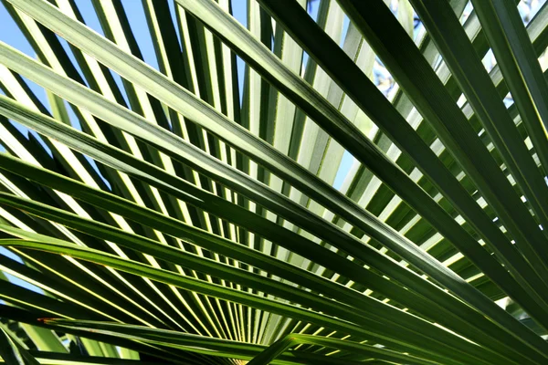 棕榈树叶背景 图库图片
