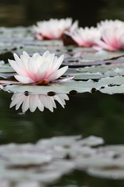 Lotus flowers clipart