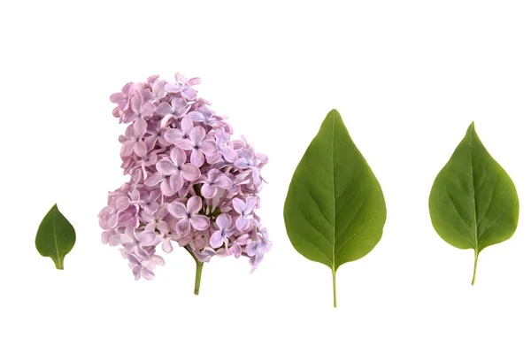 Zestaw liliowy — Zdjęcie stockowe