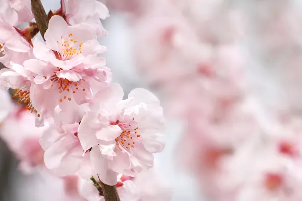 Персиковые цветы — стоковое фото