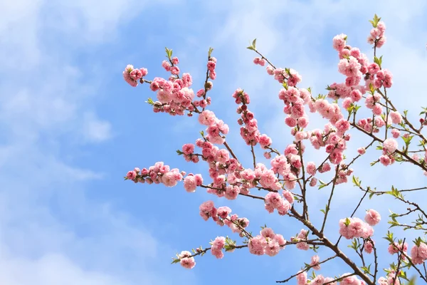 Frühling im Garten — Stockfoto