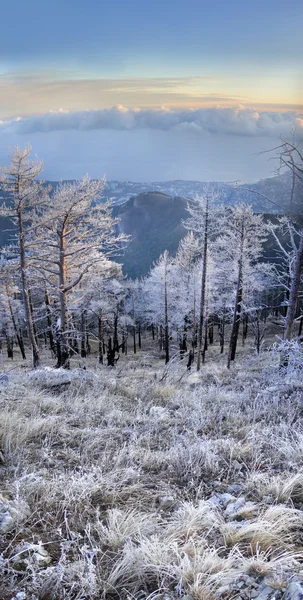 Vinterlandskap Royaltyfria Stockbilder