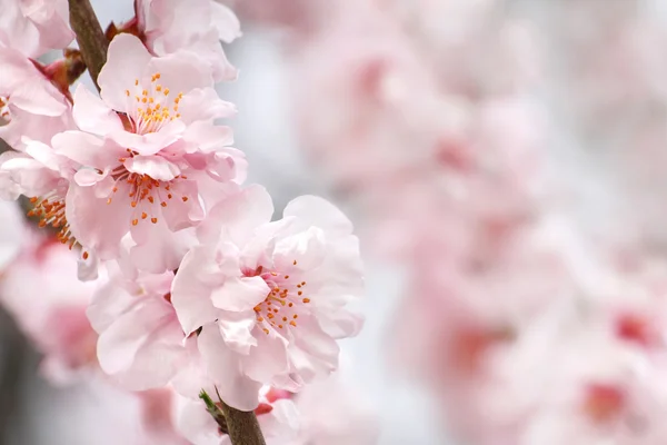 Персиковые цветы Стоковая Картинка