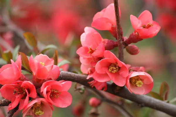 Japanese Quince Royalty Free Stock Images