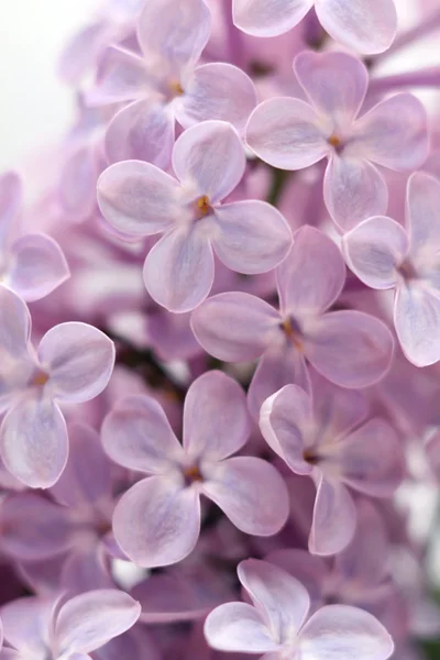 Close-up lilás — Fotografia de Stock