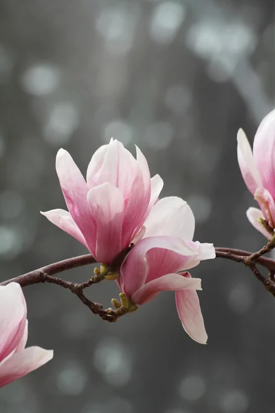 Japanse magnolia bloem — Stockfoto