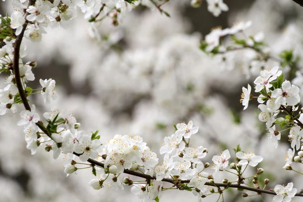 Våren blommande — Stockfoto