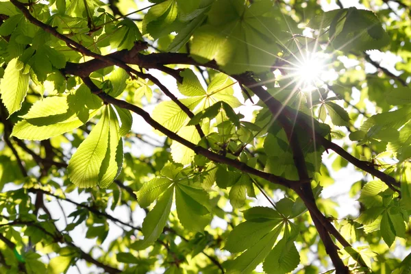 Chestnut tree — Stock Photo, Image