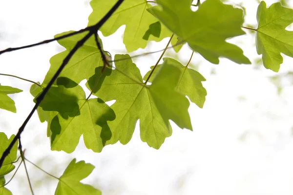 Maple leaves — Stock Photo, Image