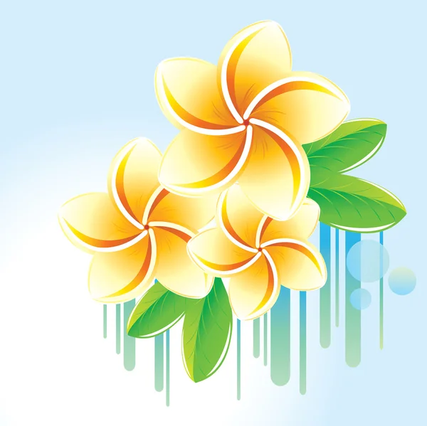 Floral background with frangipani. — Stock Vector