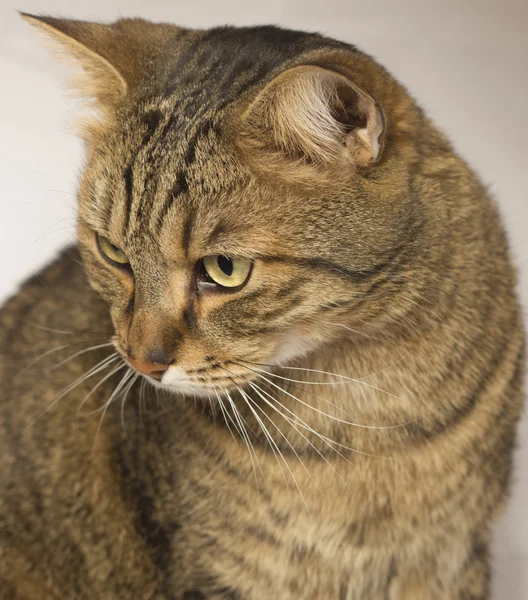 Porträtt av en vuxen hane katt på grå bakgrund — Stockfoto